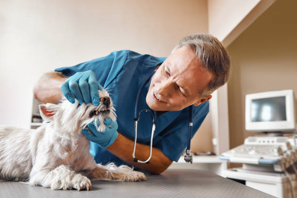 Best Emergency Treatment for Dental Infections or Abscesses in Petersburg, VA